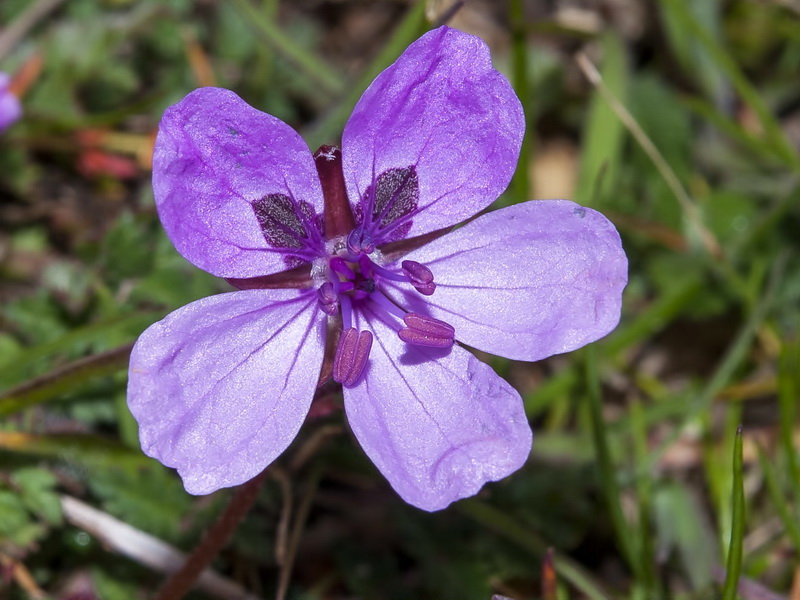 Erodium primulaceum.14