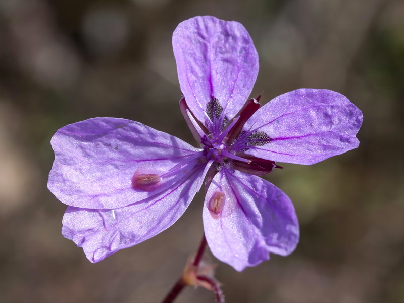 Erodium primulaceum.16