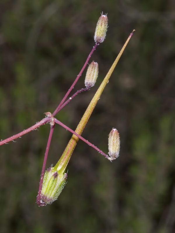 Erodium primulaceum.18