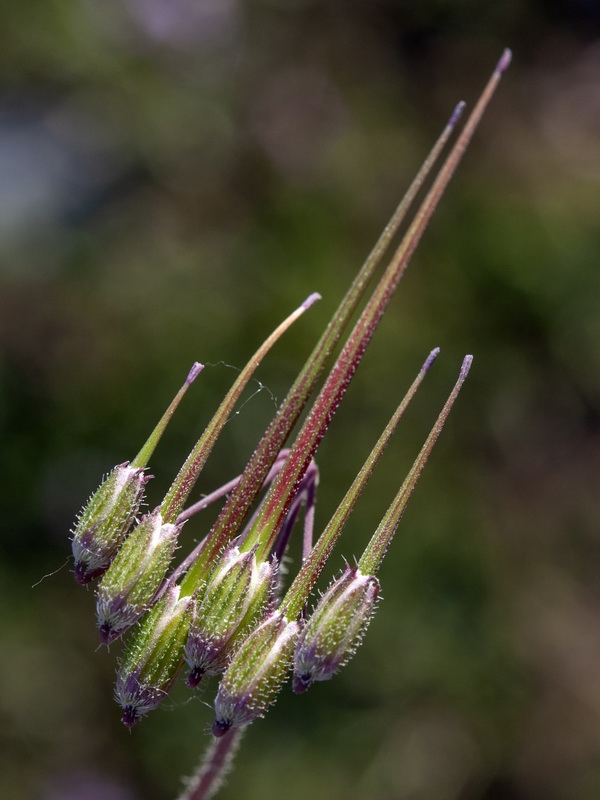 Erodium primulaceum.20