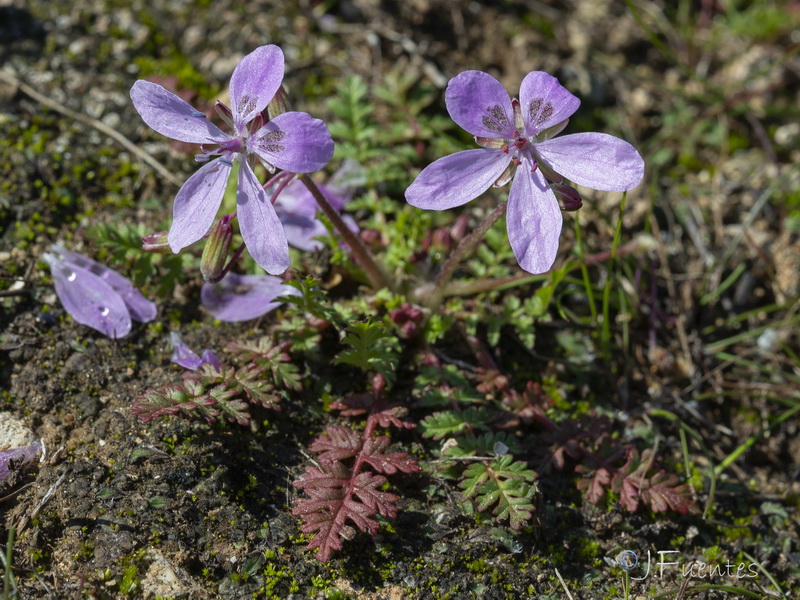 Erodium primulaceum.21