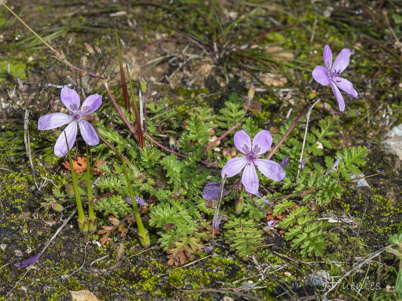 Erodium primulaceum.23