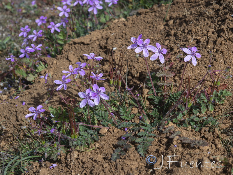 Erodium primulaceum.22