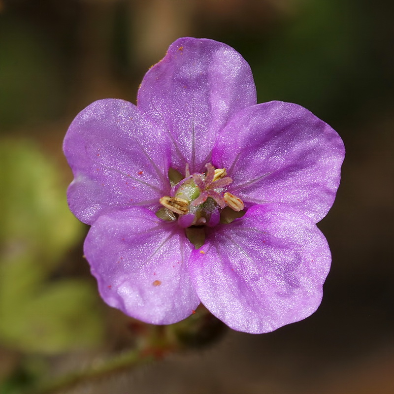 Erodium recorderi.05