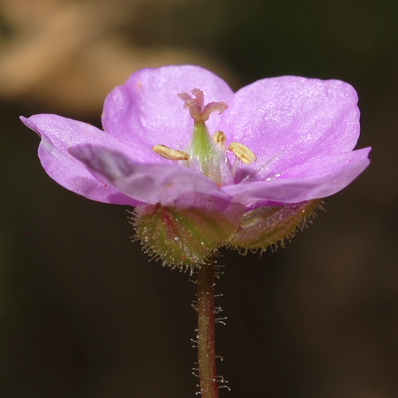 Erodium recorderi.06