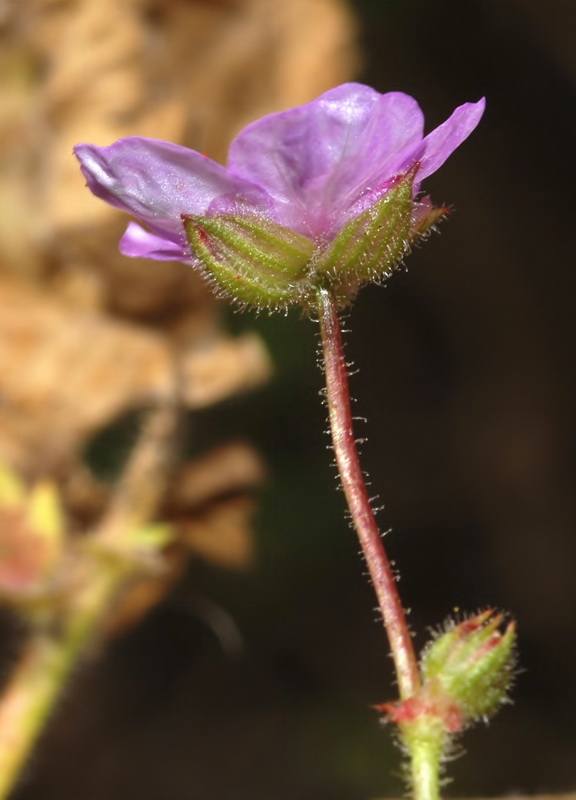 Erodium recorderi.07