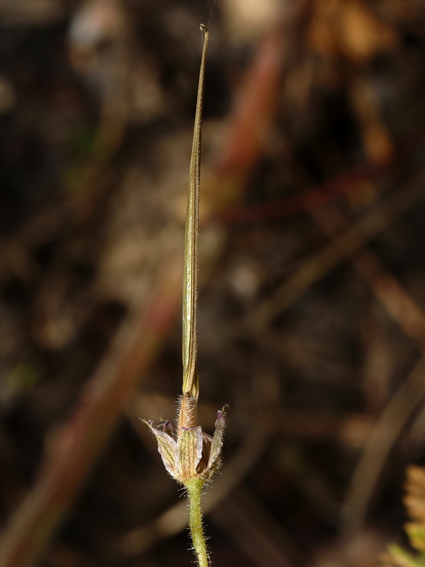 Erodium recorderi.08