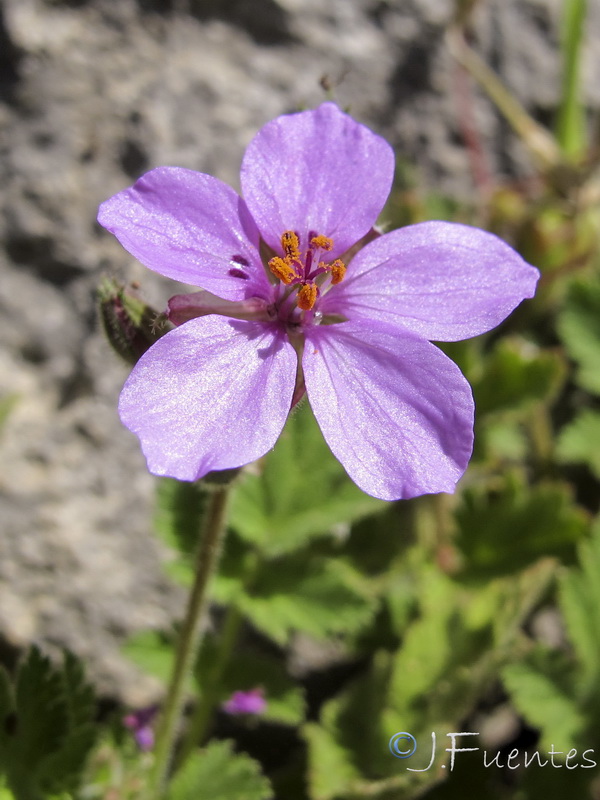 Erodium recorderi.13