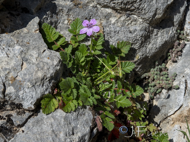 Erodium recorderi.12