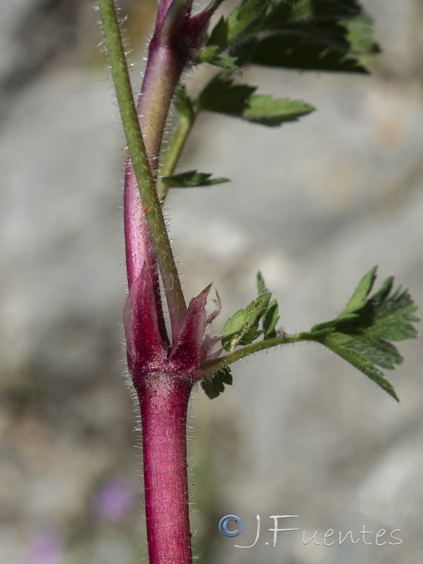 Erodium recorderi.19