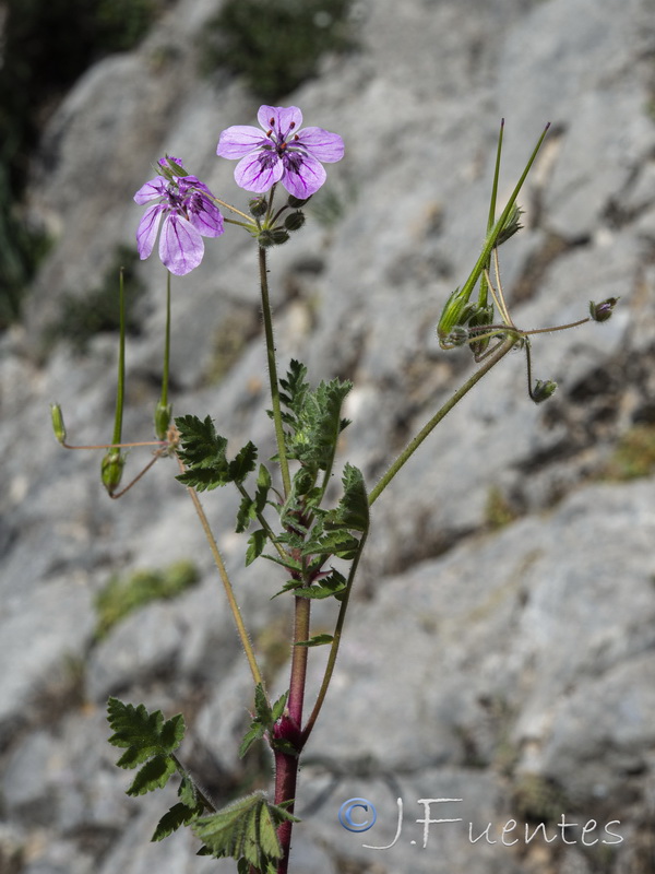 Erodium recorderi.20