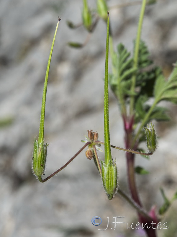 Erodium recorderi.22