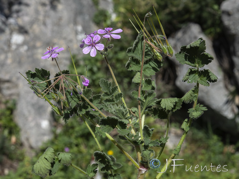 Erodium recorderi.23