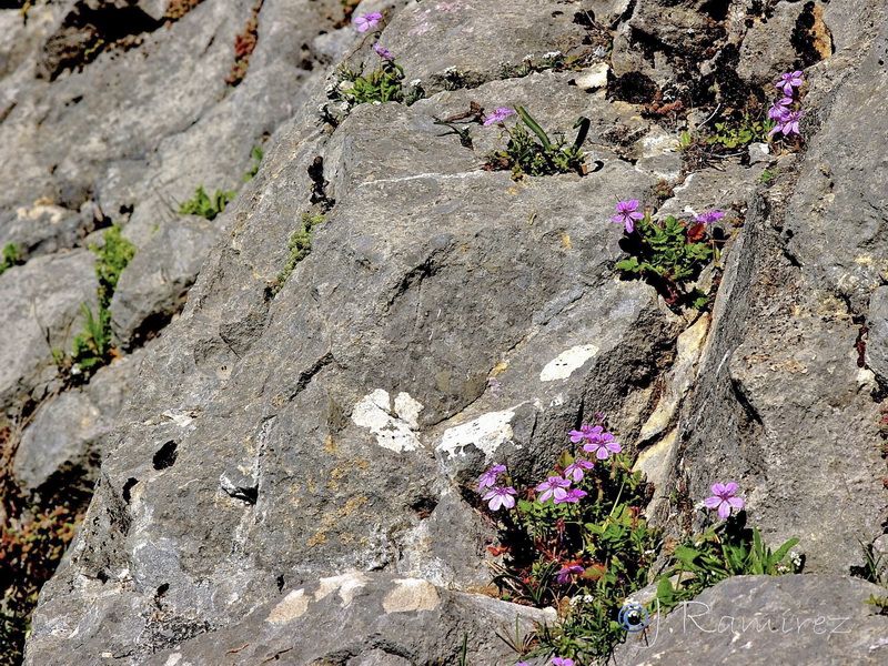 Erodium recorderi.25