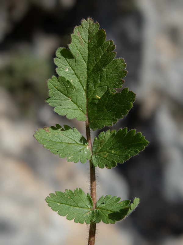Erodium recorderi.02