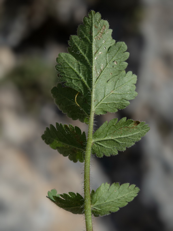 Erodium recorderi.37