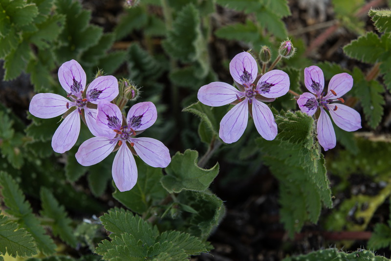 Erodium recorderi.40