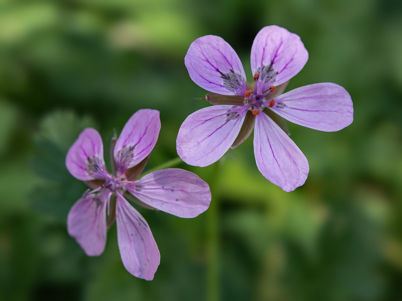Erodium recorderi.43