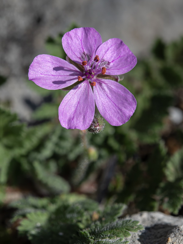 Erodium recorderi.45