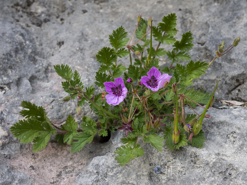 Erodium recorderi.49