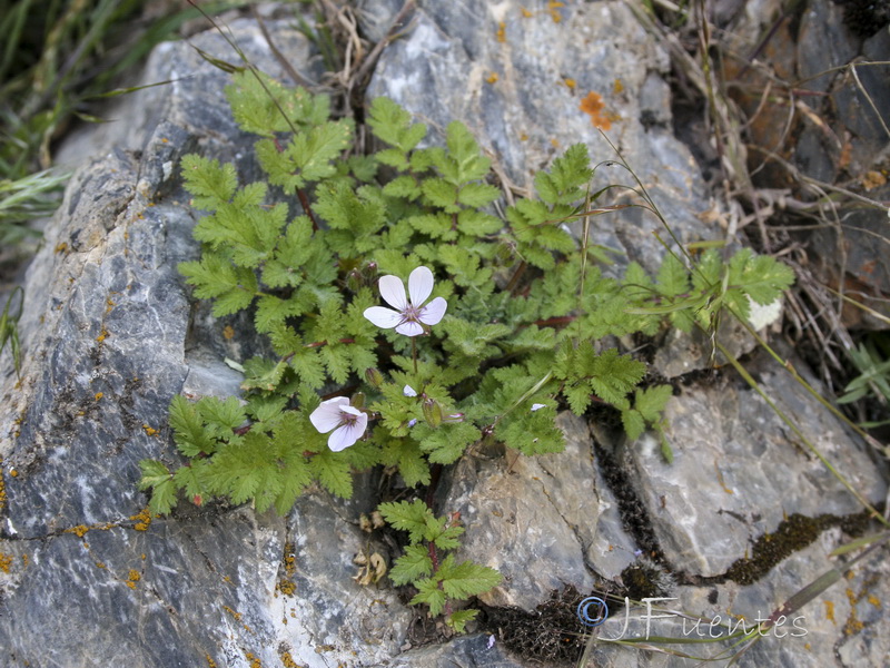 Erodium tordylioides.03