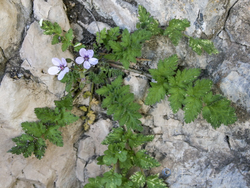 Erodium tordylioides.05