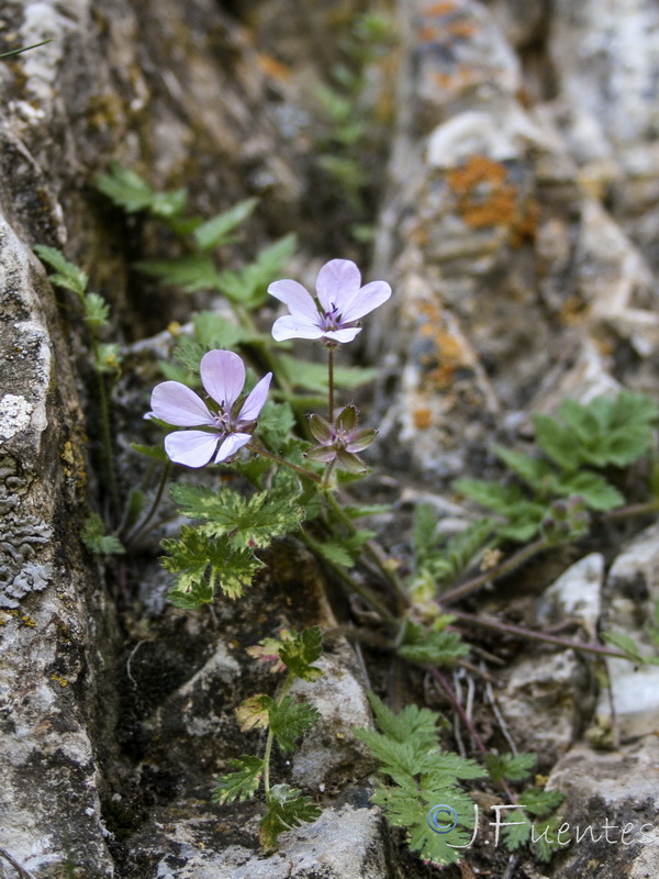 Erodium tordylioides.06