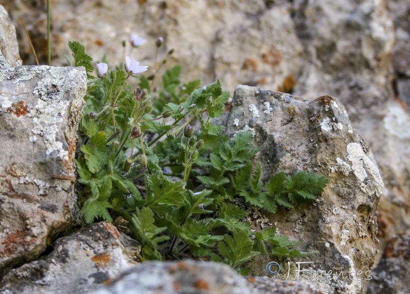 Erodium tordylioides.10