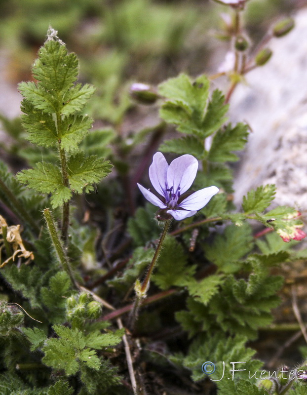 Erodium tordylioides.11