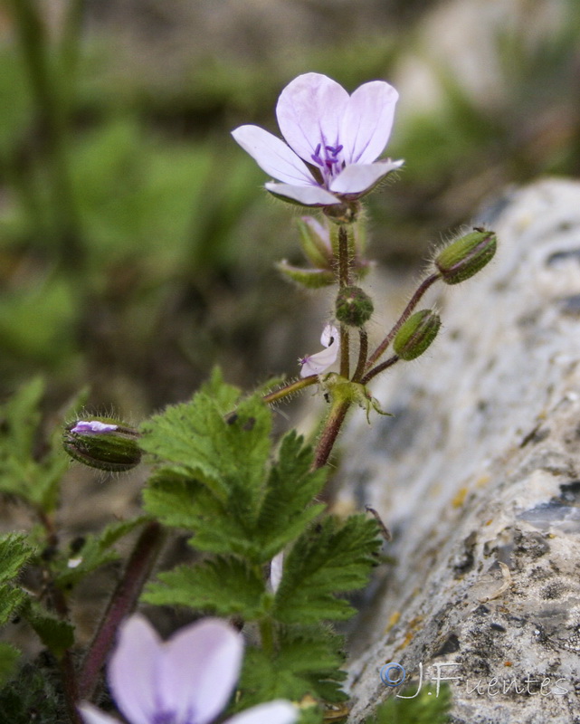 Erodium tordylioides.12