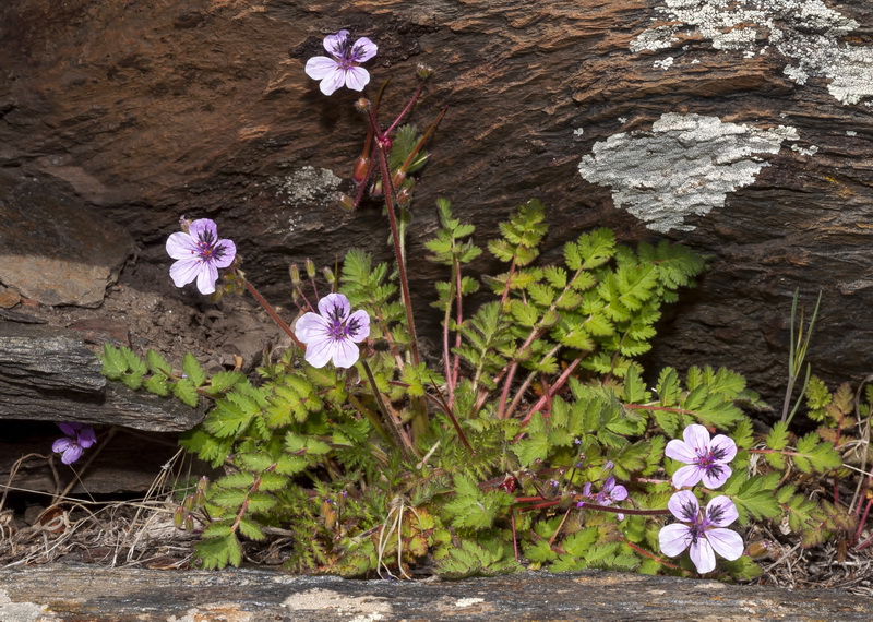 Erodium rupicola.01