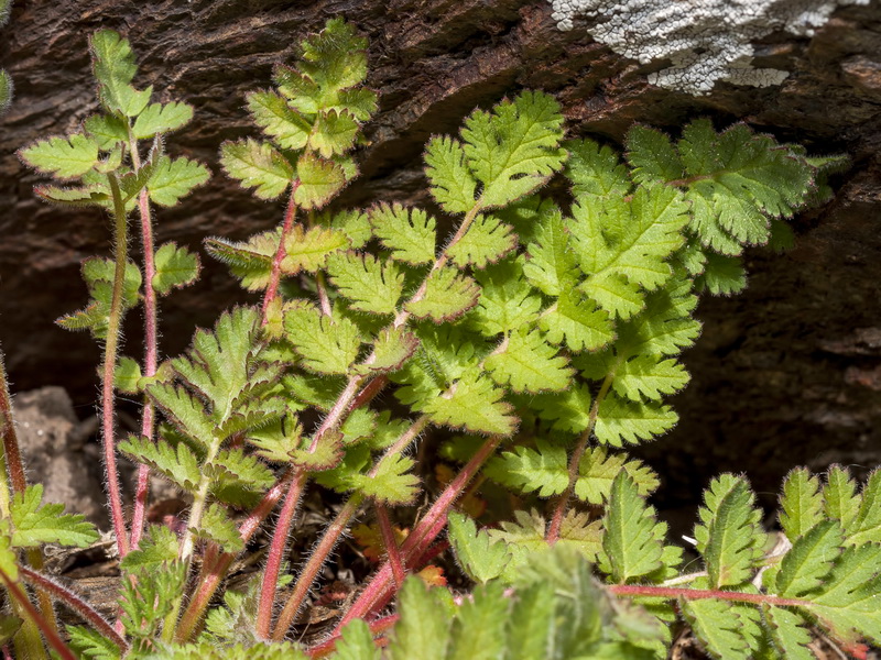 Erodium rupicola.02