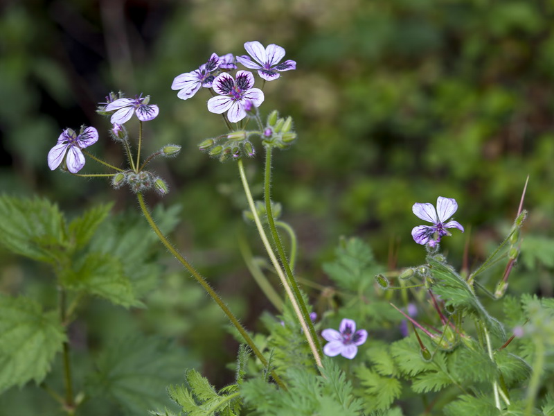 Erodium rupicola.03