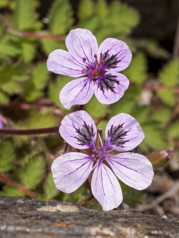 Erodium rupicola.04