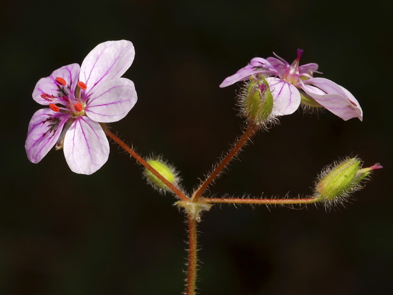 Erodium rupicola.05