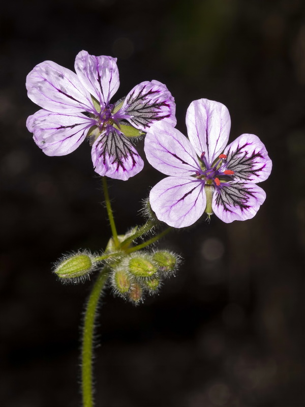 Erodium rupicola.06
