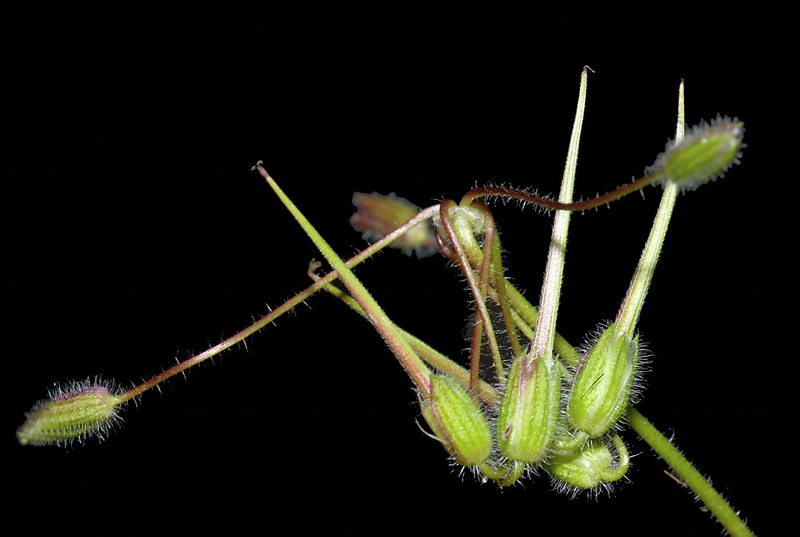 Erodium rupicola.09