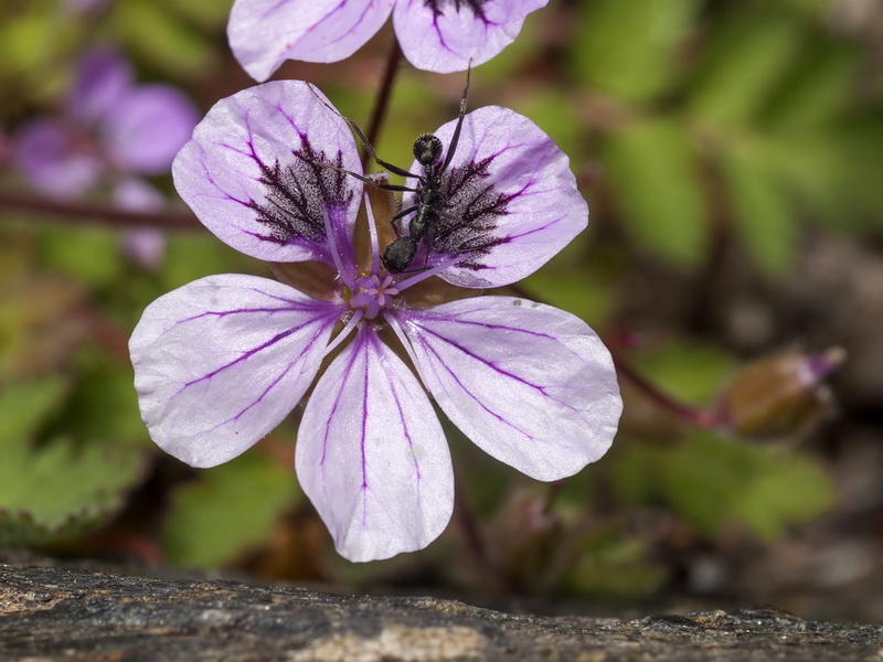 Erodium rupicola.10
