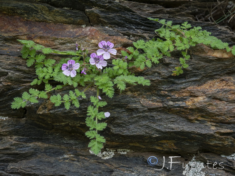 Erodium rupicola.20