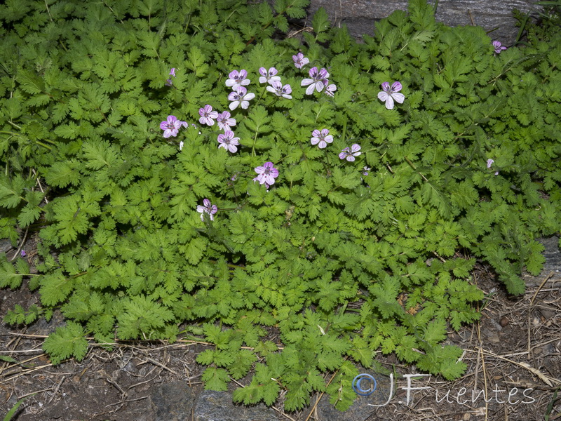 Erodium rupicola.22