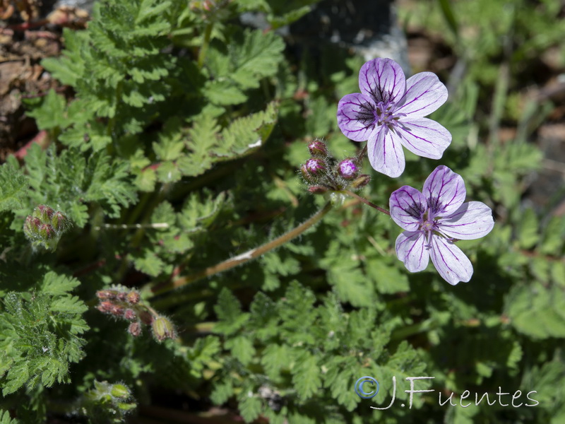 Erodium rupicola.24