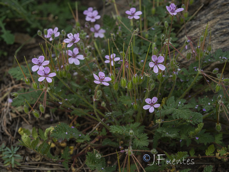 Erodium rupicola.34
