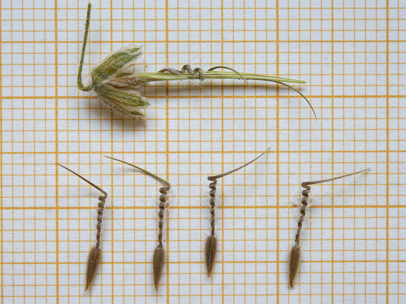Erodium rupicola