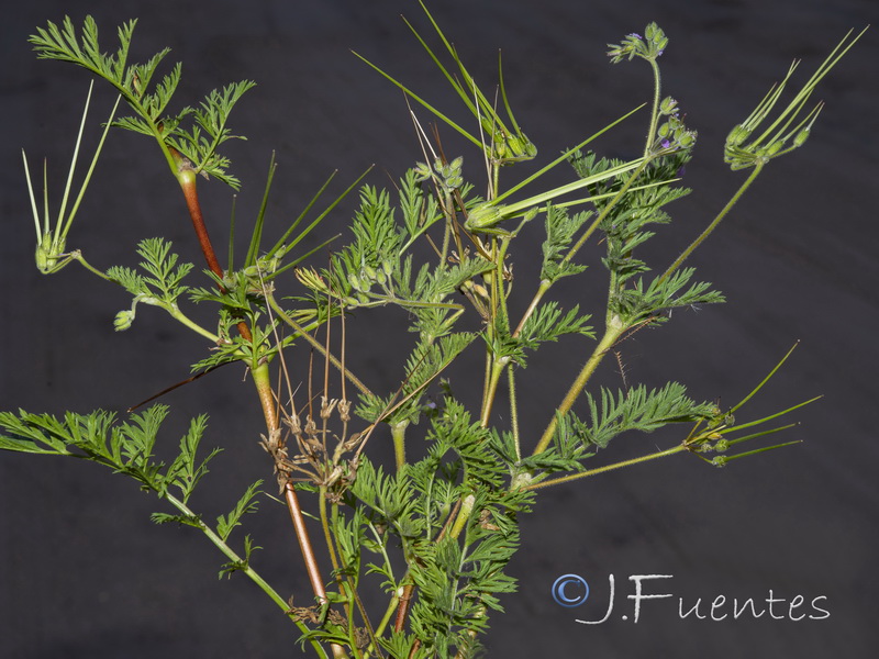 Erodium salzmannii.01