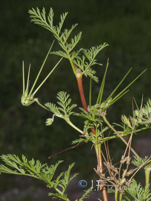 Erodium salzmannii.02