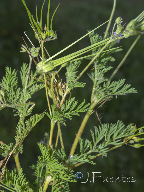 Erodium salzmannii.04