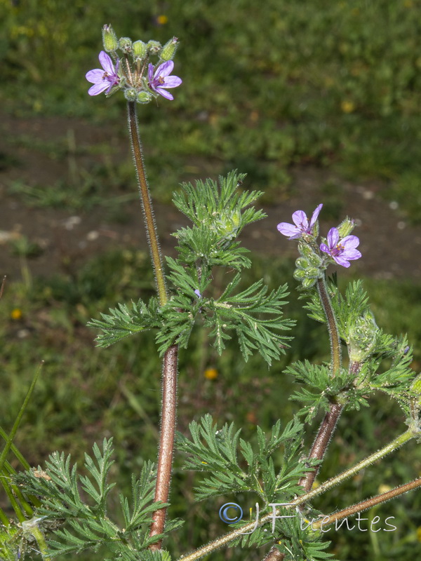 Erodium salzmannii.05