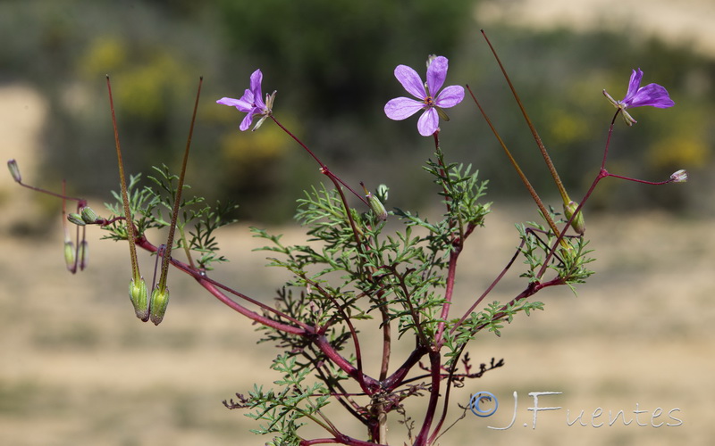 Erodium salzmannii.06