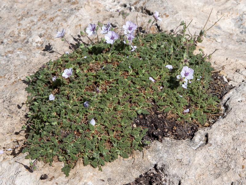 Erodium saxatile.01