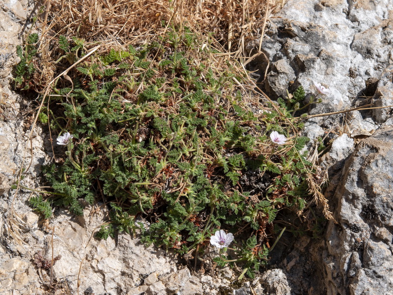 Erodium saxatile.02